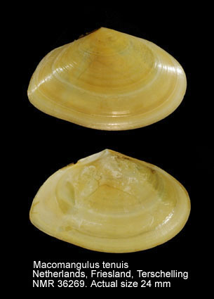 Macomangulus tenuis (11).jpg - Macomangulus tenuis (Da Costa,1778)